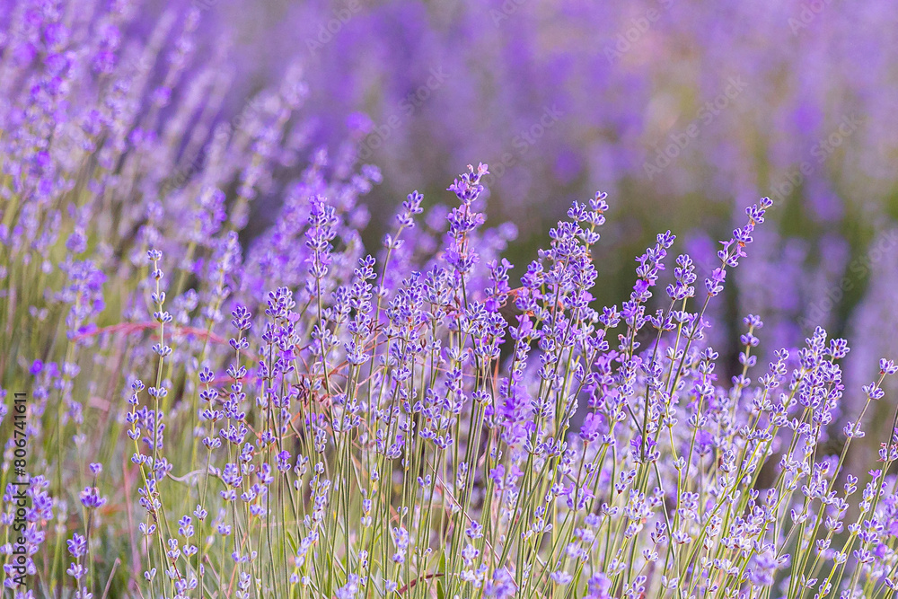 Obraz premium Lavender flowers close-up on blurred background