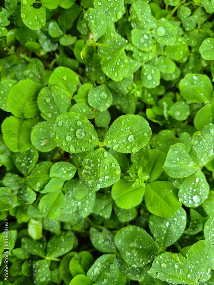 A four-leaf clover in the forest on a rainy day A four-leaf clover in the forest on a rainy day
