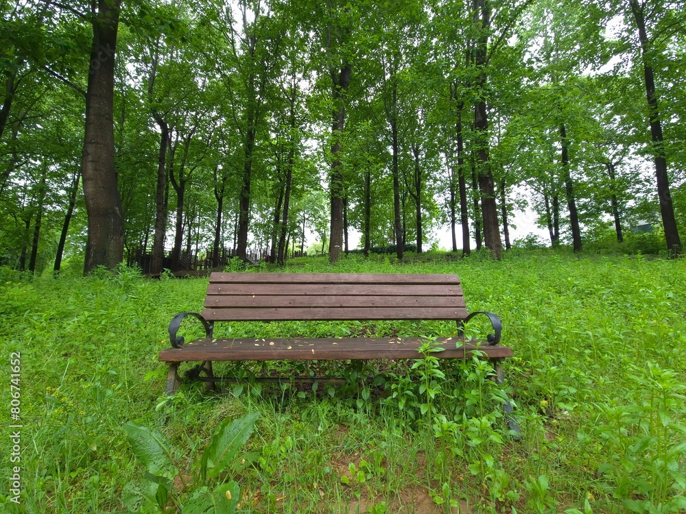 a wooden chair in a deep forest