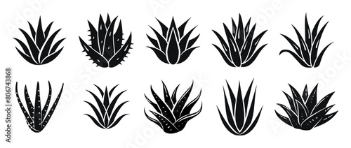 Aloe vera vector illustration. Agave leaves hand drawn black on white background. Cosmetic plant silhouette.