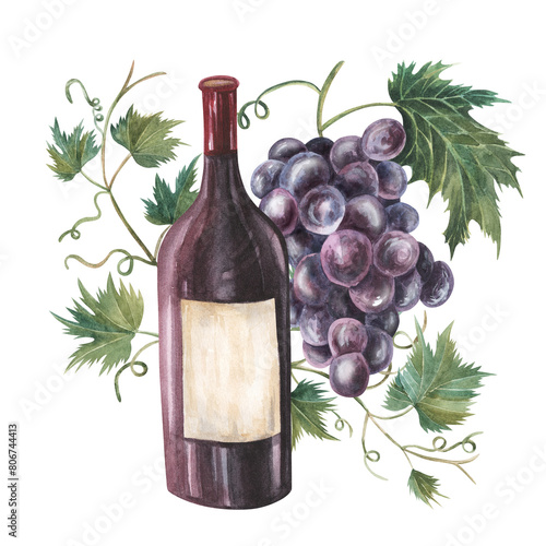 Wine bottle of red wine., grape. Han drawn watercolor illustration. Drawing isolated on the white background. Wine set. For menus, bars, restauranst, flyers, cooking books, winery