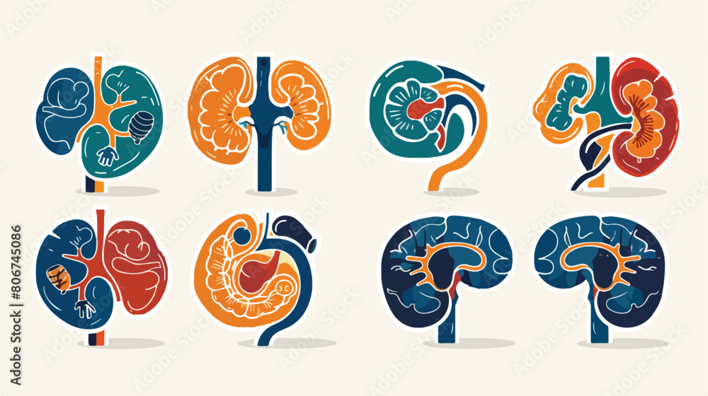 Color sections simple silhouette renal system of human