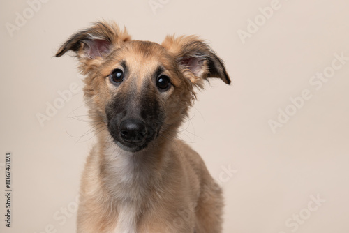 Portrait of a cute silken windsprite puppy on a creme colored background looking at the camera