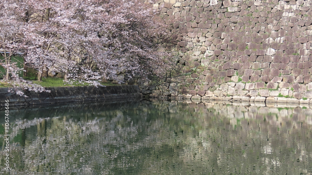 Cherry blossoms in full bloom reflected on the water and traditional stone walls Cherry blossoms in full bloom reflected on the water and traditional stone walls