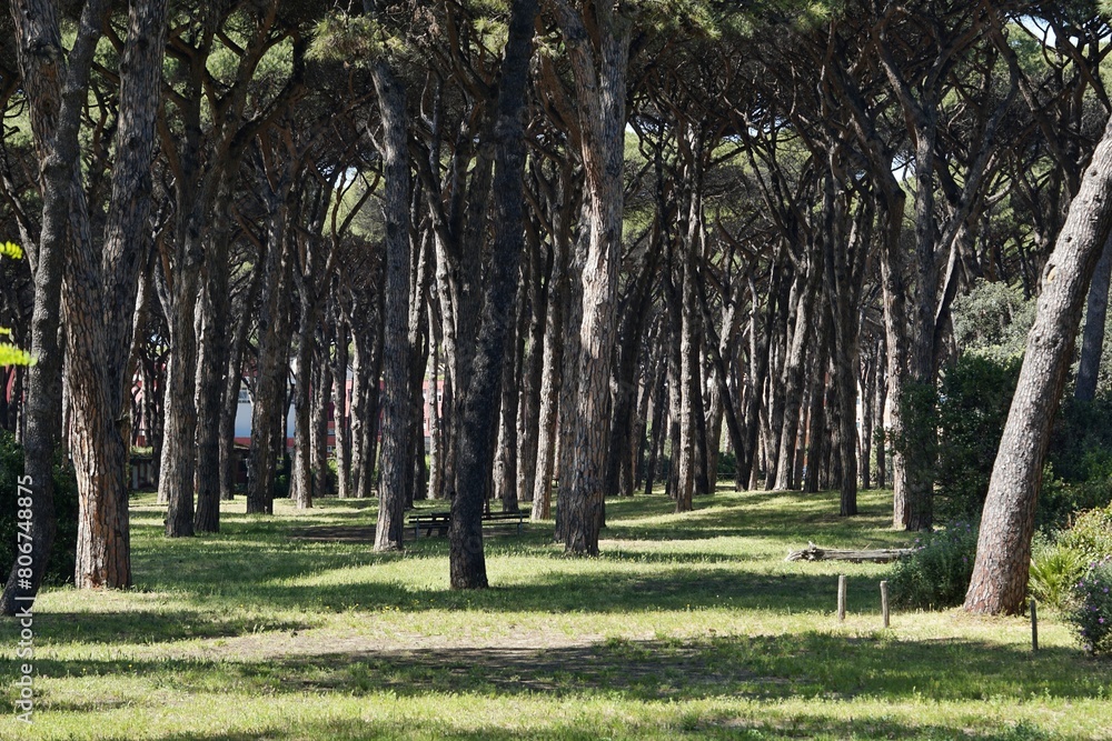 Obraz premium A portion of the pinewood in the neighborhood of Ostia in Rome