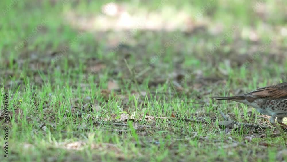 dusky thrush in a field dusky thrush in a field
