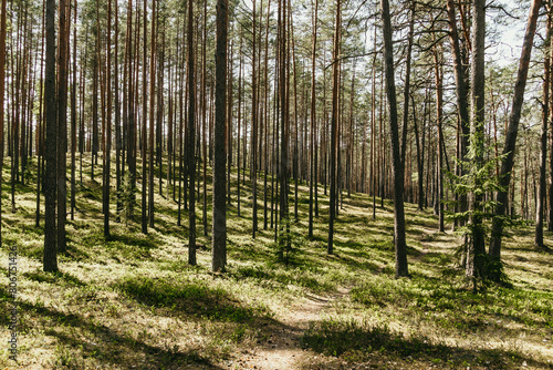 Large pine forest in summertime.