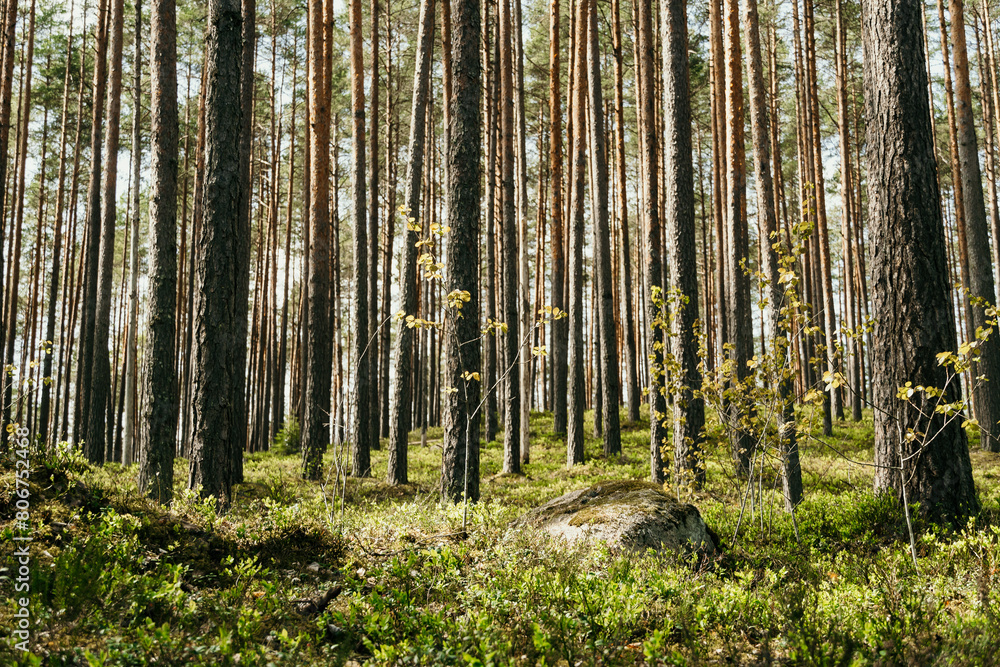 Mossy stone in the foreground, pine trees in the background. Mossy stone in the foreground, pine trees in the background.