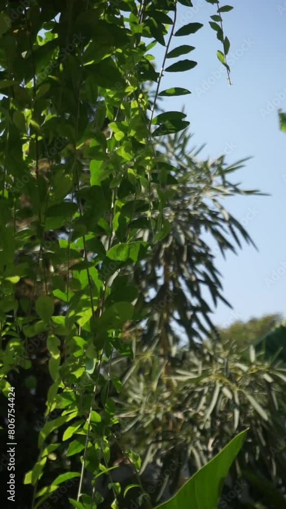 there is a large green plant in the middle of the garden, in front of the house with a hanging Lee Kuan Yew plant there is a large green plant in the middle of the garden, in front of the house with a hanging Lee Kuan Yew plant
