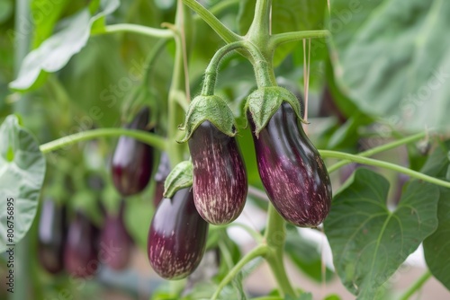 Hydroponic eggplants thriving in a greenhouse setting  demonstrating controlled cultivation for optimal yield and quality.