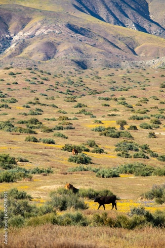 Ranch cattle and yellow spring flowers sprawled over the hills in the Superbloom season. Carrizo National Monument, Santa Margarita, California, United States of America.