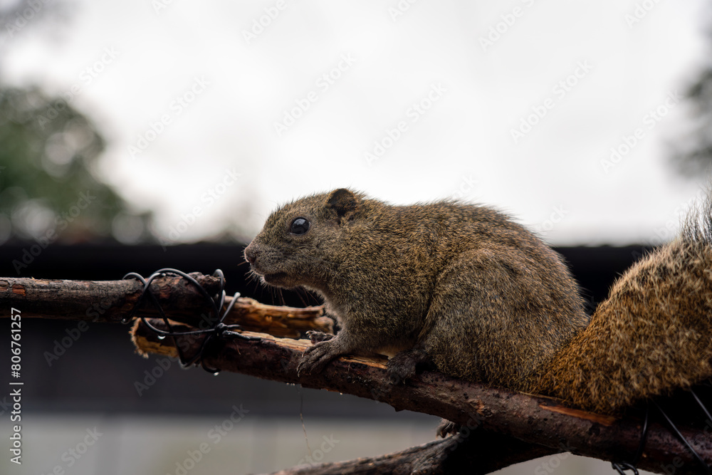 Obraz premium 岐阜県のぎふ金華山リス村のリス