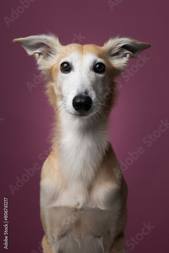 Portrait of a silken windsprite dog looking straight and alert at the on a maroon red background © Elles Rijsdijk
