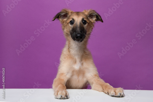 Portrait of a cute silken windsprite puppy on a purple background looking at the camera, with its paws over a white border © Elles Rijsdijk