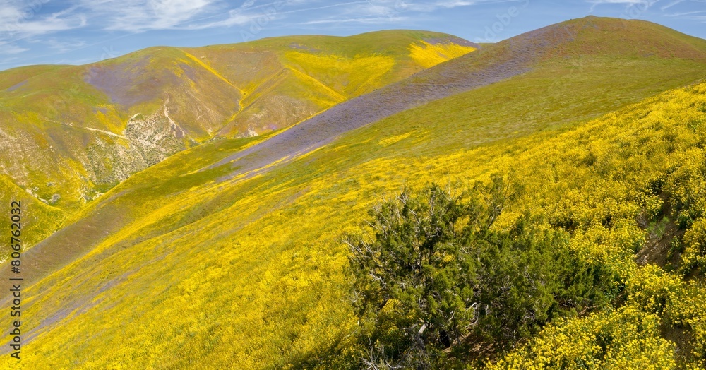Fototapeta premium Yellow spring flowers sprawled over the hills in the Superbloom season. Carrizo National Monument, Santa Margarita, California, United States of America.