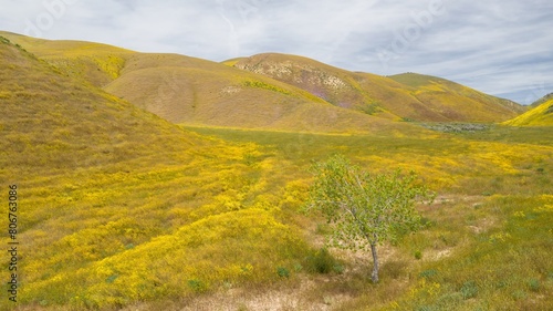 Baby Oak tree and Yellow spring flowers sprawled over the hills in the Superbloom season. Carrizo National Monument, Santa Margarita, California, United States of America.