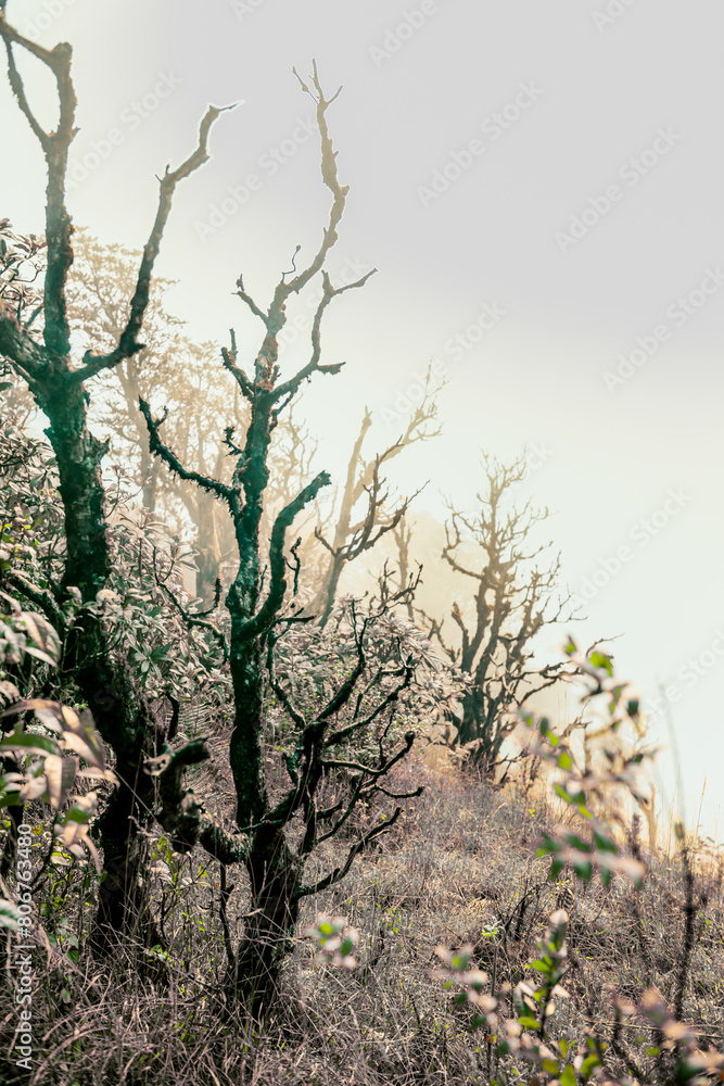 Azalea trees on the mountain with fog covering them in winter at Kew Mae Pan Nature Trail Azalea trees on the mountain with fog covering them in winter at Kew Mae Pan Nature Trail