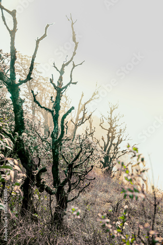 Azalea trees on the mountain with fog covering them in winter at Kew Mae Pan Nature Trail photo