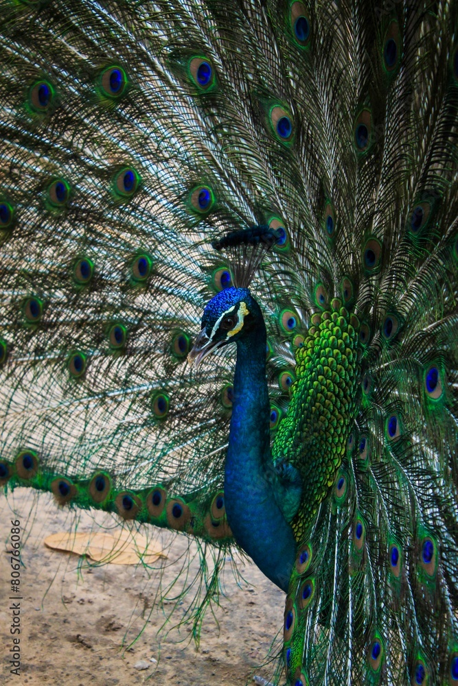 Fototapeta premium Close-up of a peacock's vibrant feathers in regal display.