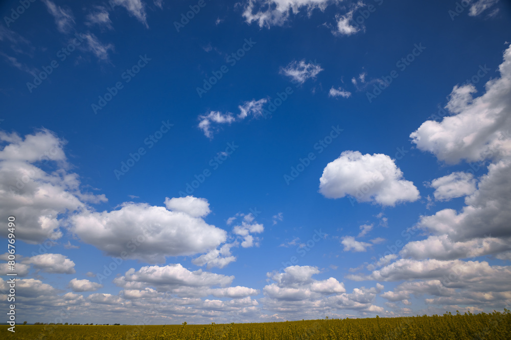 agricultural field with yellow rapeseed flowers, against a blue sky with white clouds, a bright spring landscape on a sunny day, a beautiful scene agricultural field with yellow rapeseed flowers, against a blue sky with white clouds, a bright spring landscape on a sunny day, a beautiful scene