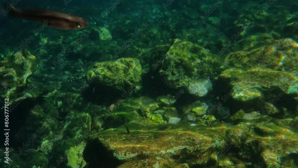 Swimming in Beautiful Mexican Cenote, Underwater View of Rocks and Fish Swimming in Crystal Clear Water, Point of View Swimming in Beautiful Mexican Cenote, Underwater View of Rocks and Fish Swimming in Crystal Clear Water, Point of View