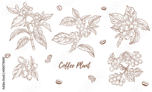 Vector coffee plant with berries beans line art illustration, graphic line coffee plant combination. Coffee berries. Coffee beans. Great for any designs, textile, art, walls, package