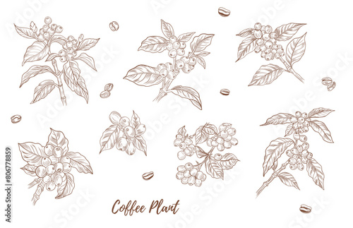 Vector coffee plant with berries beans line art illustration, graphic line coffee plant combination. Coffee berries. Coffee beans. Great for any designs, textile, art, walls, package