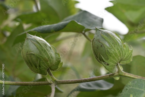Obraz na płótnie Close up of green color Cotton Boll on Cotton plant