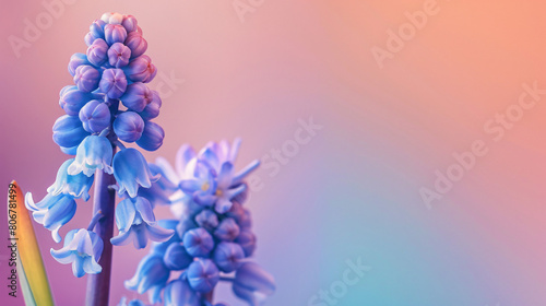 Blooming grape hyacinth Muscari on color background