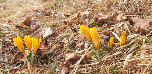 Crocus chrysanthus flowers grow in dry grass in the forest. Panorama.