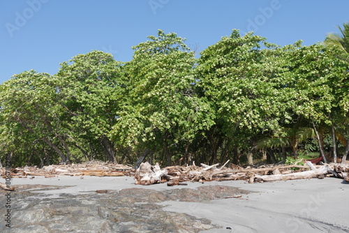 Felsen, Baumstämme und tropische Bäume am Strand an der Küste von Montezuma auf der Halbinsel Nicoya bei Puntaremas in Costa Rica © Falko Göthel