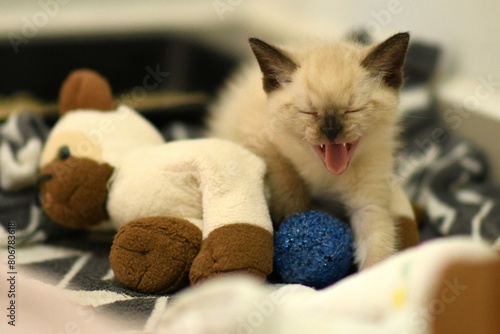 kitten playing with toy