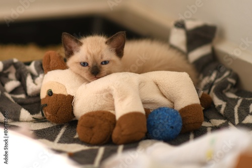 kitten resting with its toy