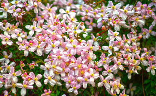 Berg-Waldrebe (Clematis montana) photo