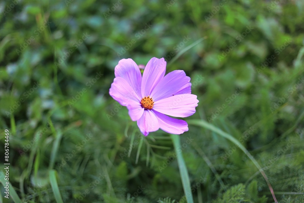 Beautiful Single Blossom Flower with Fresh Look Beautiful Single Blossom Flower with Fresh Look