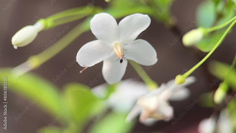 A white flower with a black ant on it. The flower is surrounded by green leaves A white flower with a black ant on it. The flower is surrounded by green leaves