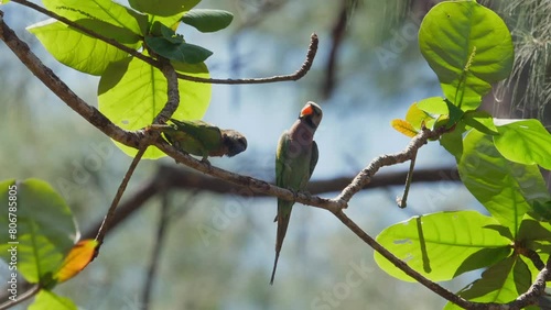 Vibrant tropical parrots perched on lush green branch in their natural habitat, showcasing biodiversity of rainforest. Wildlife and nature conservation. photo