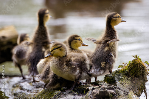 A young ducklings stand on the wooden root on a river bank on a sunny spring day. Cute tiny ducklings wave by its wings on a river bank.	 photo