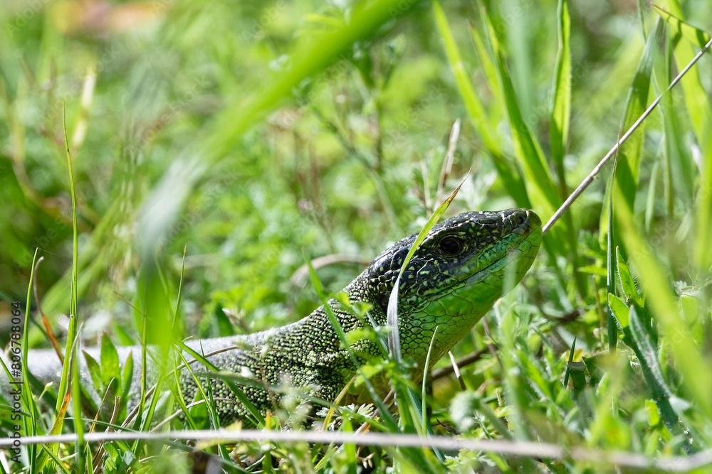 Naklejka premium Lézard vert - Lacerta bilineata - sauriens -Lacertidae occidental - Lézard à deux bandes - Lézard à deux raies