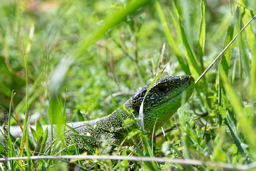 Lézard vert  - Lacerta bilineata - sauriens -Lacertidae occidental -  Lézard à deux bandes - Lézard à deux raies photo