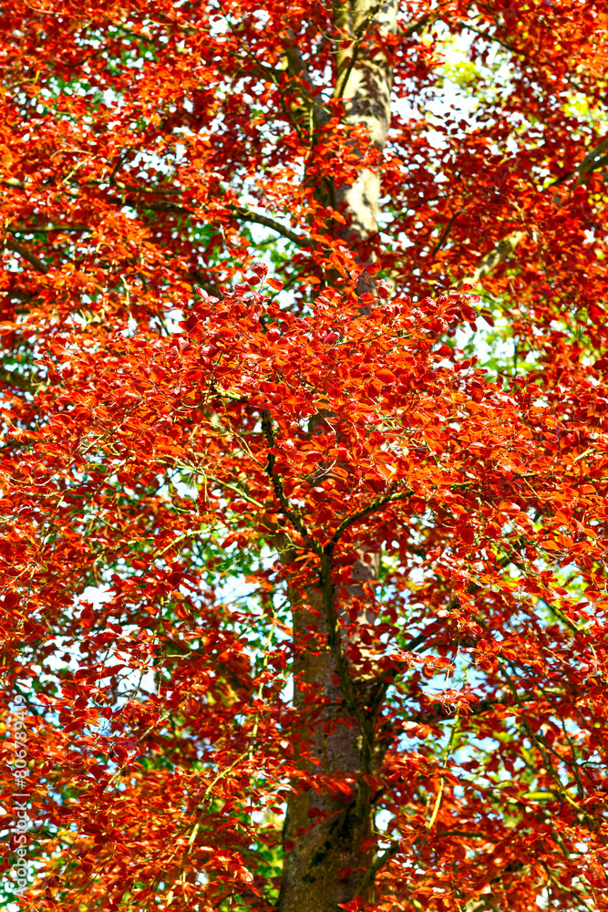 Blutbuche (Fagus sylvatica f. purpurea) im Kurpark von Bad Orb (Hessen) Blutbuche (Fagus sylvatica f. purpurea) im Kurpark von Bad Orb (Hessen)