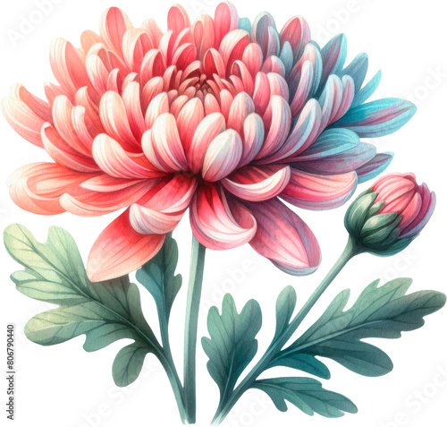 Amazing Chrysanthemum isolated on a transparent background. Cut out  close-up.