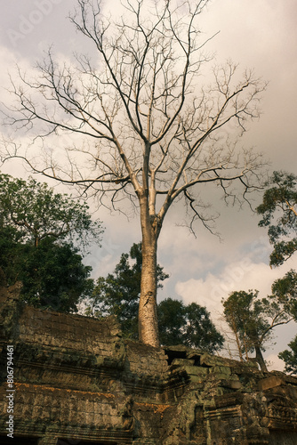 Lone Leafless Tree Amidst Angkor Wat's Ancient Grounds
