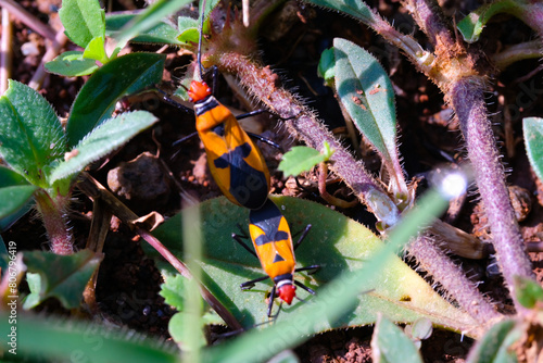 Red Cotton Bug or Oncopeltus bug is mating. Close up photo of red cotton bugs mating on wild grass and soil. Graphic Resources. Animal Themes. Animal Closeup. Macrophotography photo