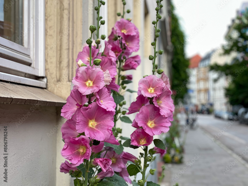Fototapeta premium Beautiful blooming pink Alcea rosea hollyhock flowers close up growing on a urban street in Hamburg, Germany