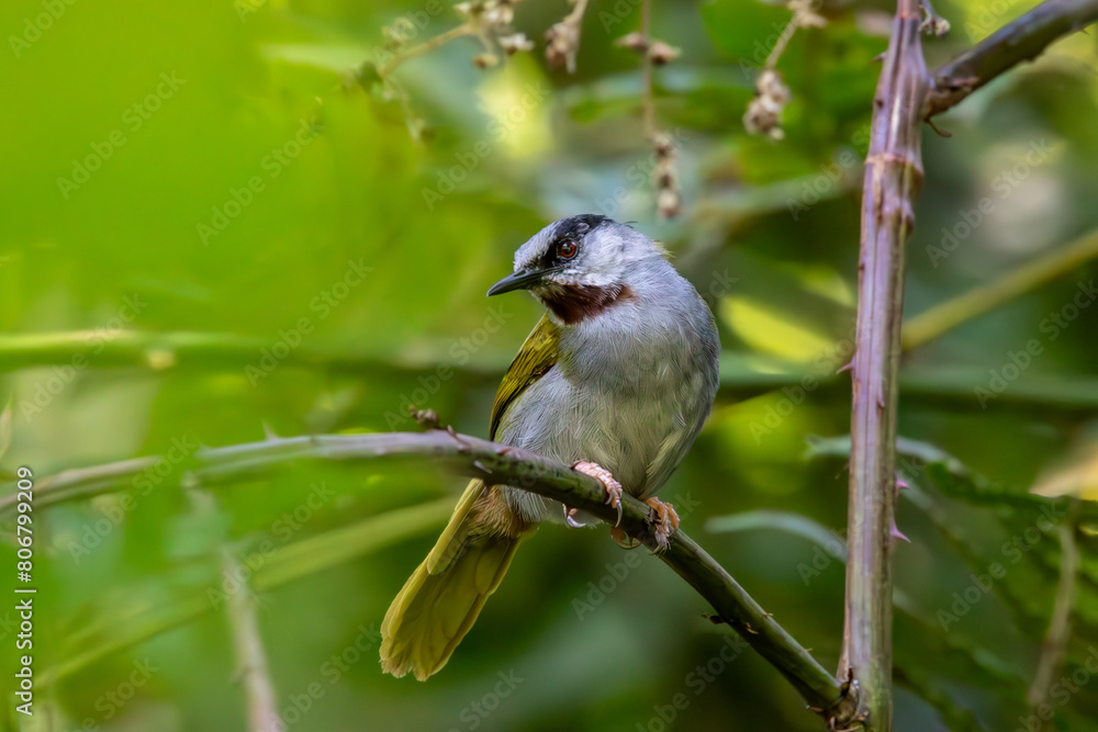 Fototapeta premium warbler on a branch