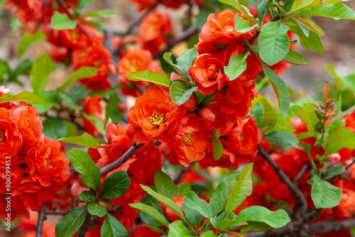 Quince branches with lush bright red flowers