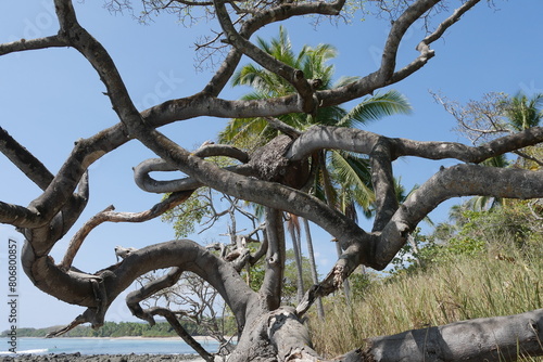 Wirrwarr in den   sten eines tropischen Baums an der K  ste von Montezuma auf der Halbinsel Nicoya bei Puntaremas in Costa Rica