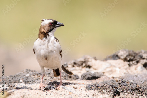 sparrow-weaver at watering hole