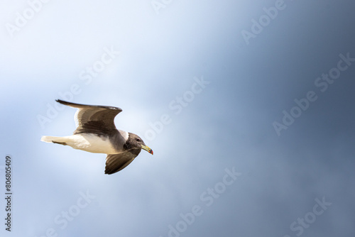 seagull in flight